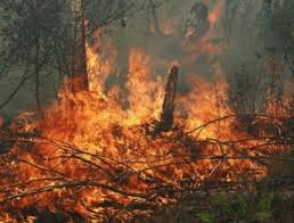 Հրդեհ Դալմայի այգիներում